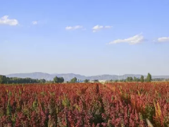 田园藜麦静乐县种植基地