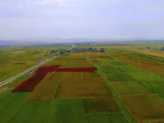田园藜麦青海种植基地