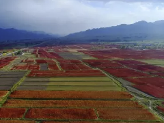 田园藜麦静乐县种植基地