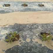 藜麦种植地出苗良好